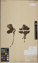 Foto von Salix myrsinifolia Salisb.
